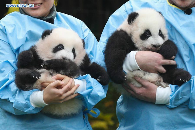 Dévoilement des noms des deux bébés pandas géants nés en Belgique