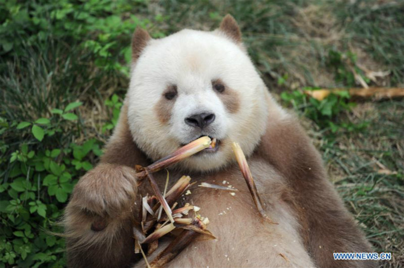 Chine : adoption de l'unique panda géant brun en captivité au monde