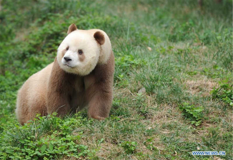 Chine : adoption de l'unique panda géant brun en captivité au monde