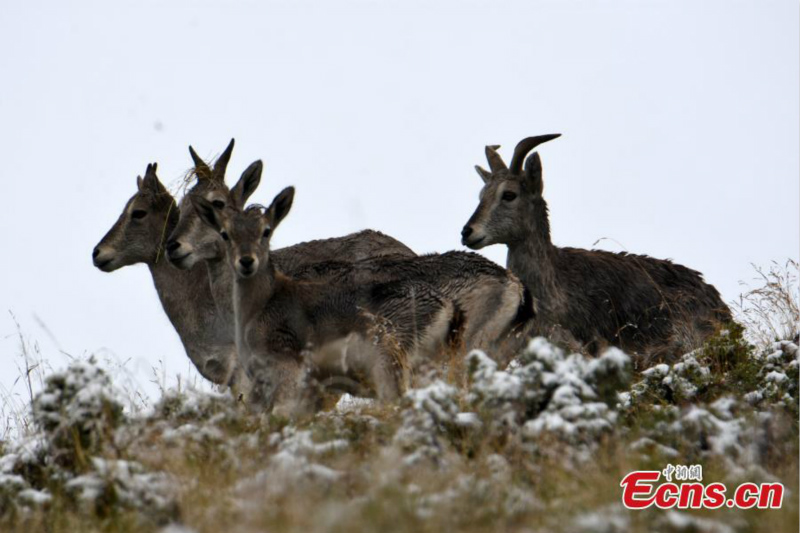 Des rares bharals aper?us en haute montagne dans le Qinghai