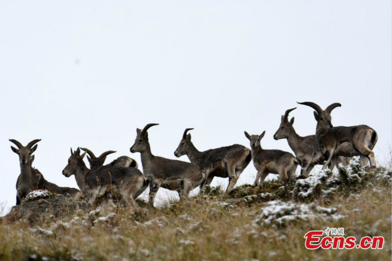 Des rares bharals aper?us en haute montagne dans le Qinghai