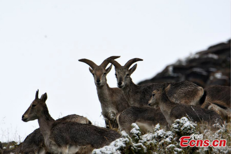 Des rares bharals aper?us en haute montagne dans le Qinghai