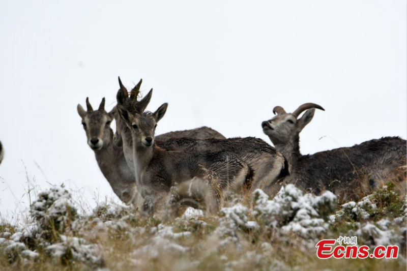 Des rares bharals aper?us en haute montagne dans le Qinghai