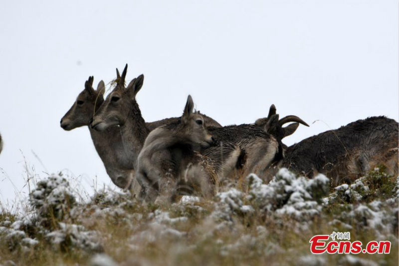 Des rares bharals aper?us en haute montagne dans le Qinghai