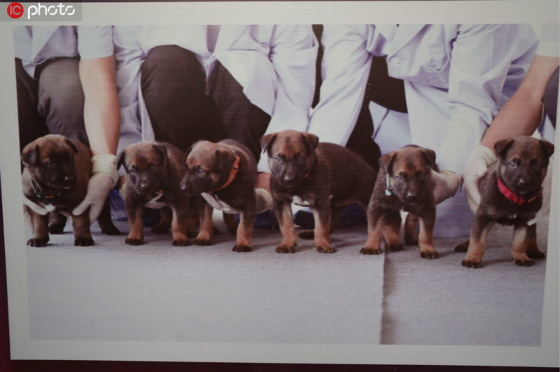 Six chiens clonés rejoignent la police à Beijing