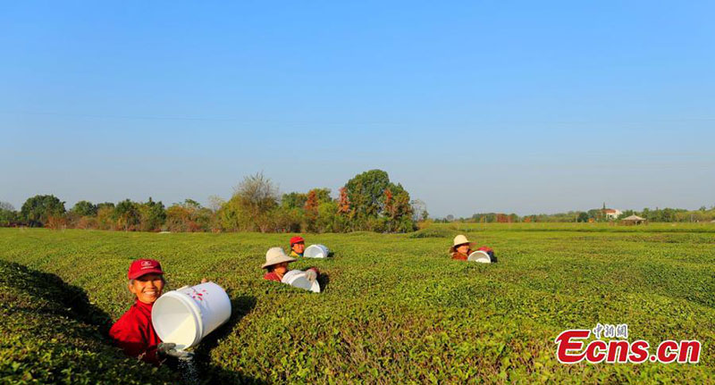 Jiangxi : une plantation de thé se développe de manière écologique