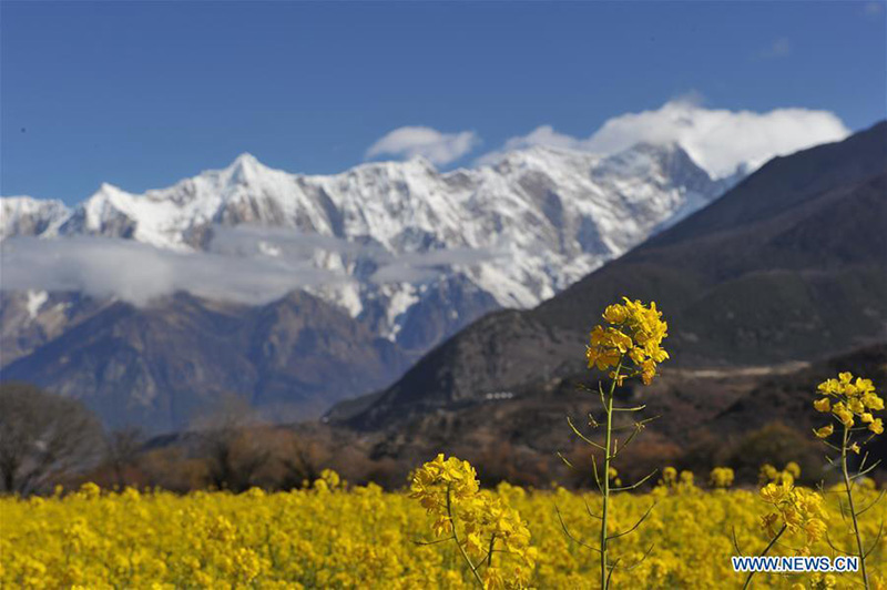 Tibet : le paysage fleuri des champs de colza