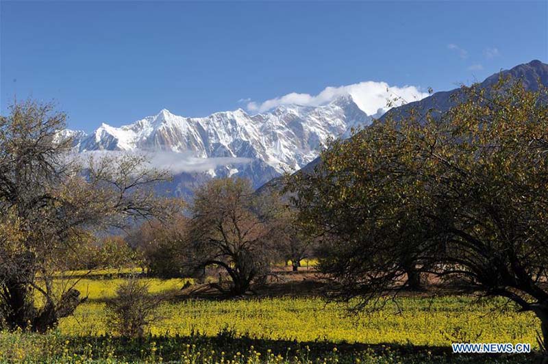 Tibet : le paysage fleuri des champs de colza