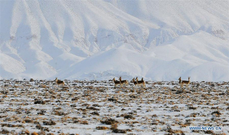 Des animaux sauvages se nourrissent dans la prairie de Haltent dans le Gansu