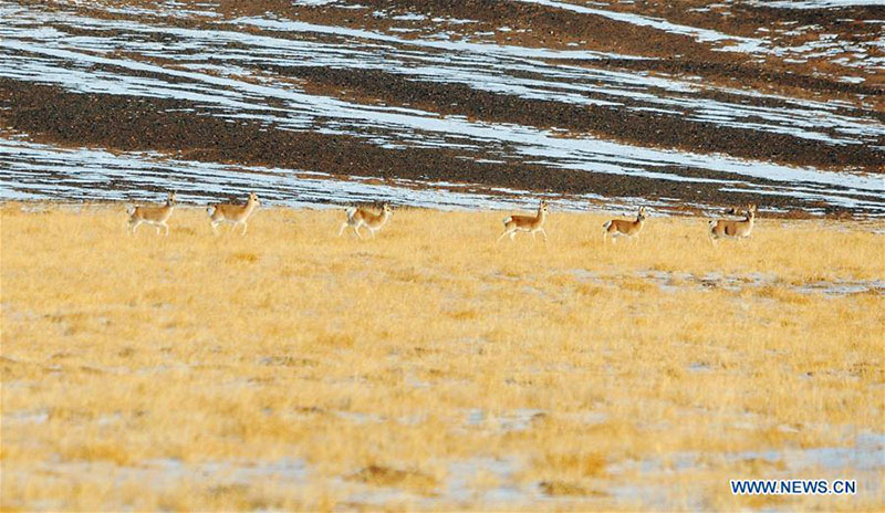 Des animaux sauvages se nourrissent dans la prairie de Haltent dans le Gansu