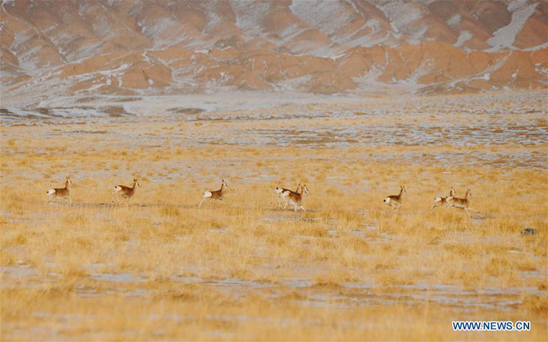 Des animaux sauvages se nourrissent dans la prairie de Haltent dans le Gansu