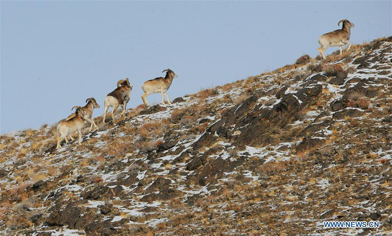 Des animaux sauvages se nourrissent dans la prairie de Haltent dans le Gansu