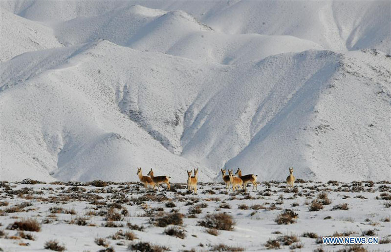 Des animaux sauvages se nourrissent dans la prairie de Haltent dans le Gansu