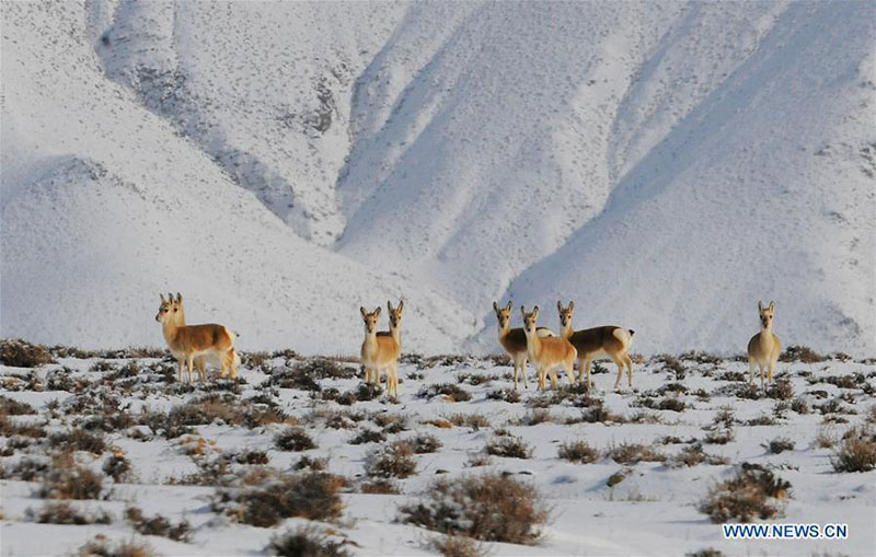 Des animaux sauvages se nourrissent dans la prairie de Haltent dans le Gansu