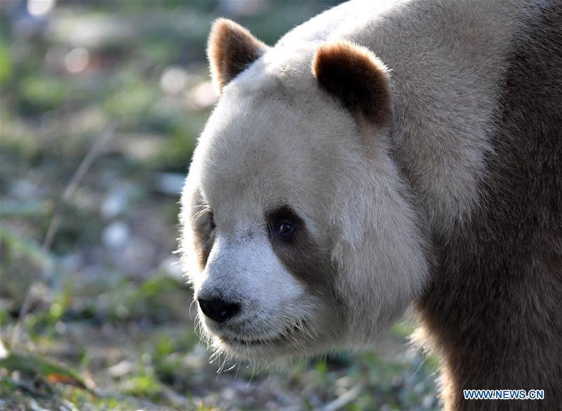 Qizai, un rare panda géant brun et blanc de la base de recherche de Qinling à Xi'an