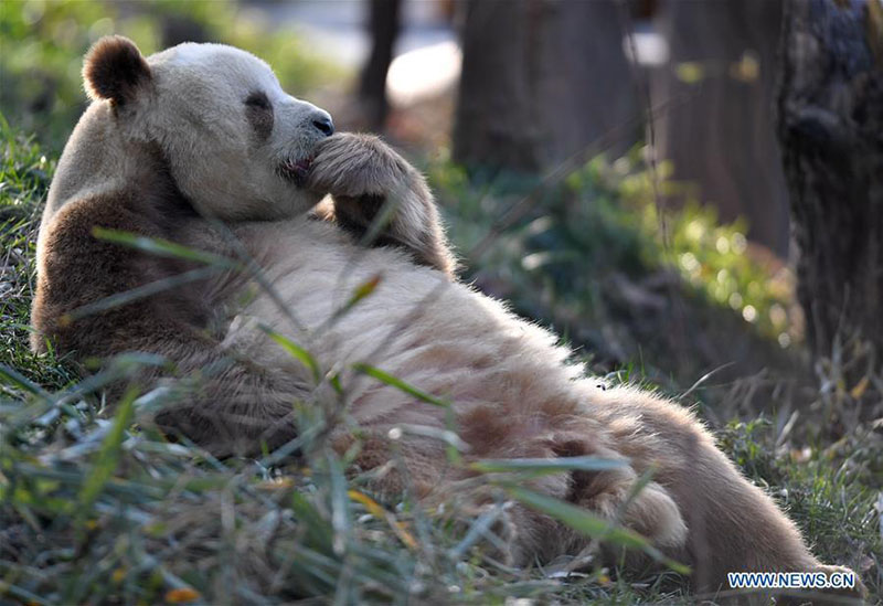 Qizai, un rare panda géant brun et blanc de la base de recherche de Qinling à Xi'an