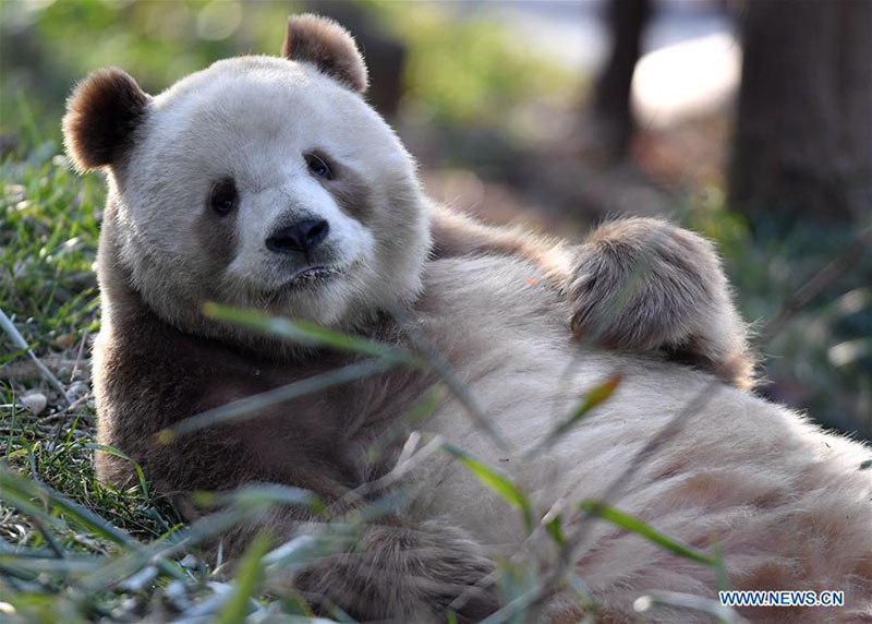 Qizai, un rare panda géant brun et blanc de la base de recherche de Qinling à Xi'an