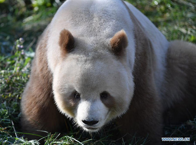 Qizai, un rare panda géant brun et blanc de la base de recherche de Qinling à Xi'an