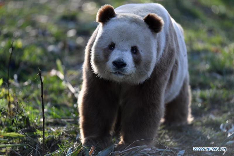 Qizai, un rare panda géant brun et blanc de la base de recherche de Qinling à Xi'an