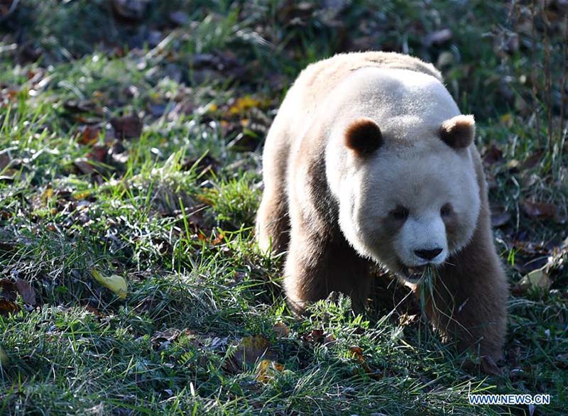 Qizai, un rare panda géant brun et blanc de la base de recherche de Qinling à Xi'an