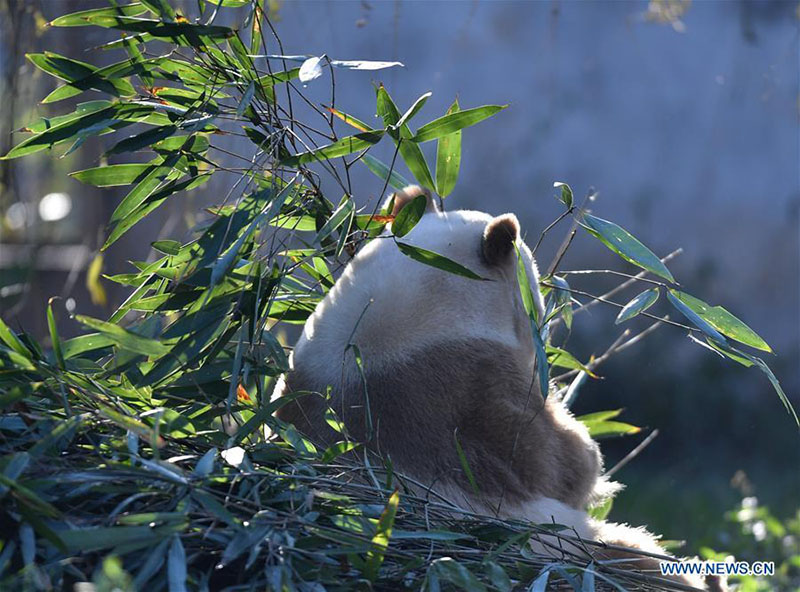 Qizai, un rare panda géant brun et blanc de la base de recherche de Qinling à Xi'an