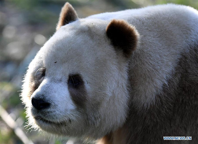 Qizai, un rare panda géant brun et blanc de la base de recherche de Qinling à Xi'an