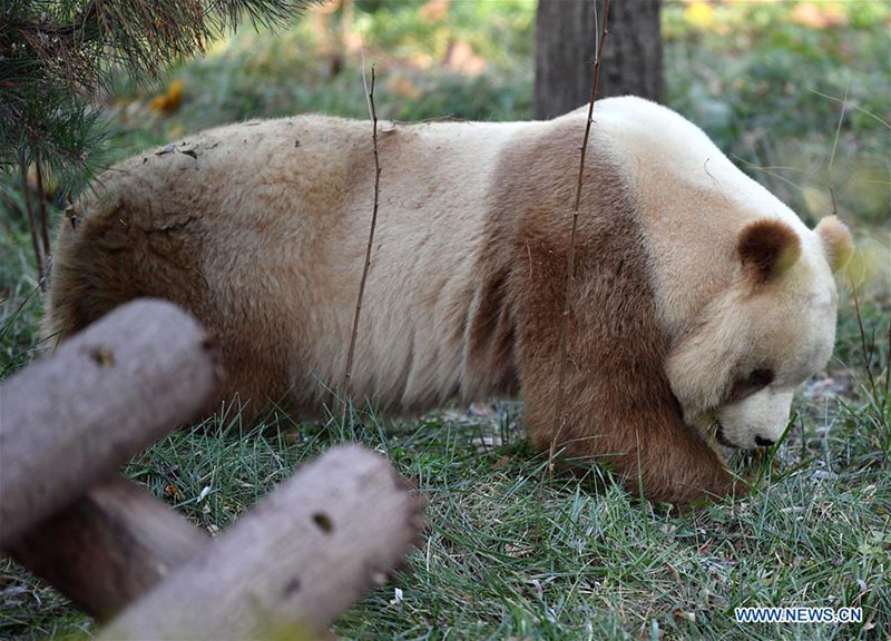 Qizai, un rare panda géant brun et blanc de la base de recherche de Qinling à Xi'an