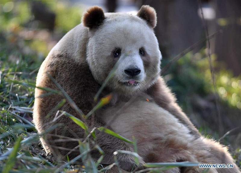 Qizai, un rare panda géant brun et blanc de la base de recherche de Qinling à Xi'an