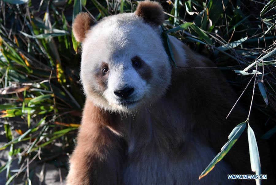 Qizai, un rare panda géant brun et blanc de la base de recherche de Qinling à Xi'an