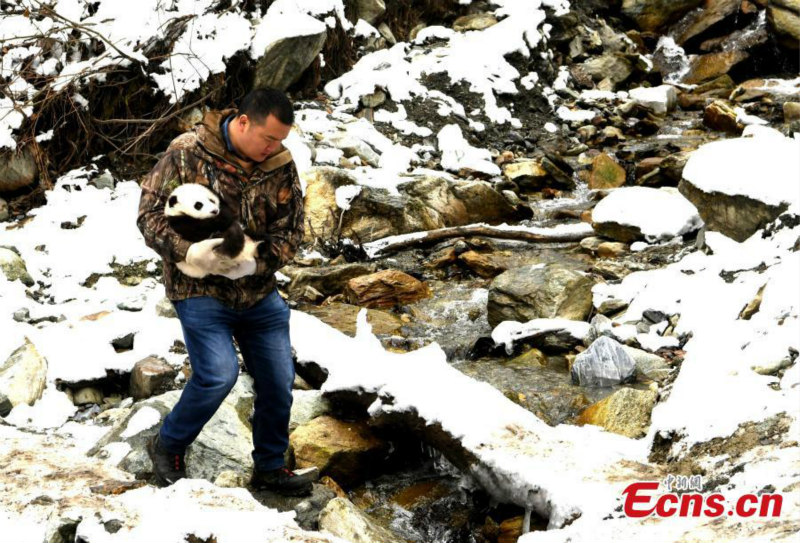 Une mère panda revient au centre après s'être accouplée dans la nature