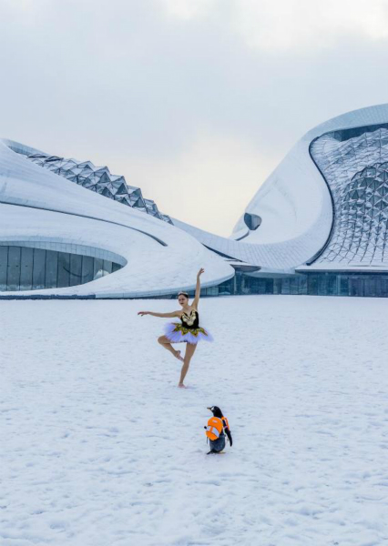 Un manchot danse avec un ? cygne ? russe au Grand Théatre de Harbin