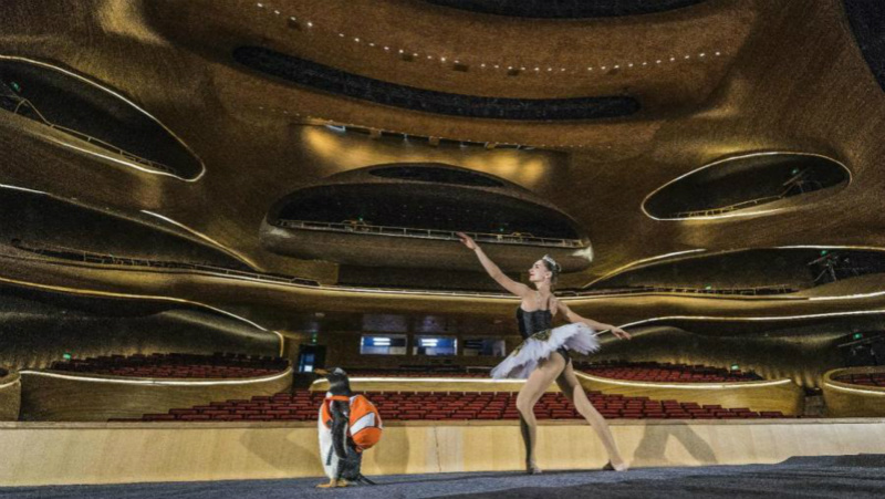 Un manchot danse avec un ? cygne ? russe au Grand Théatre de Harbin