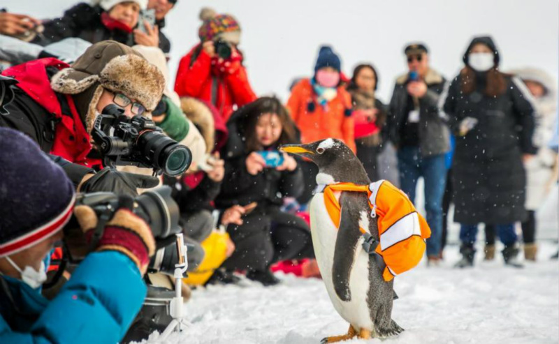 Un manchot danse avec un ? cygne ? russe au Grand Théatre de Harbin