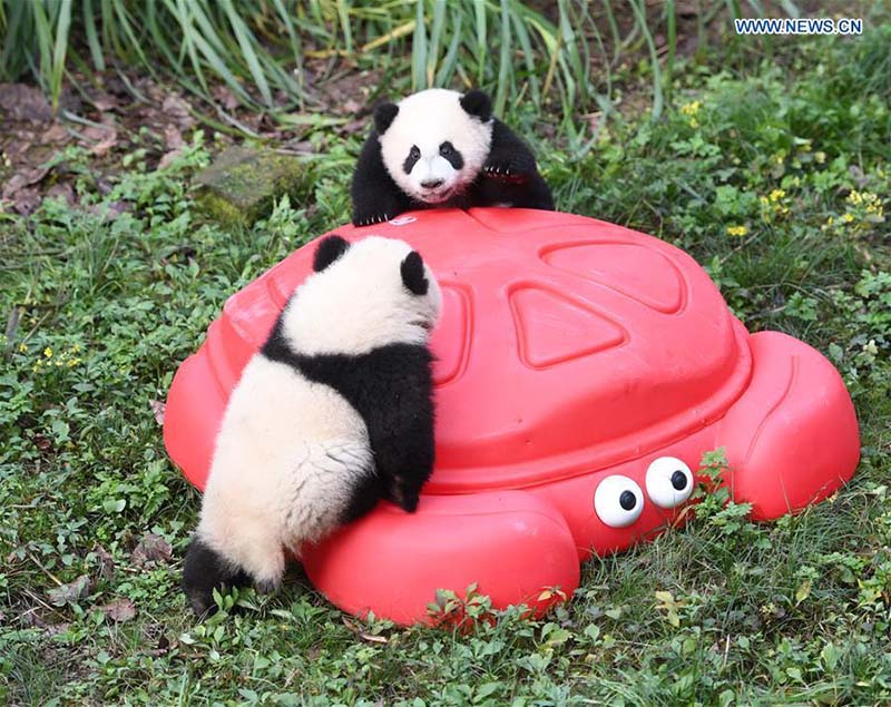 Le zoo de Chongqing organise une fête d'anniversaire pour quatre petits pandas de six mois