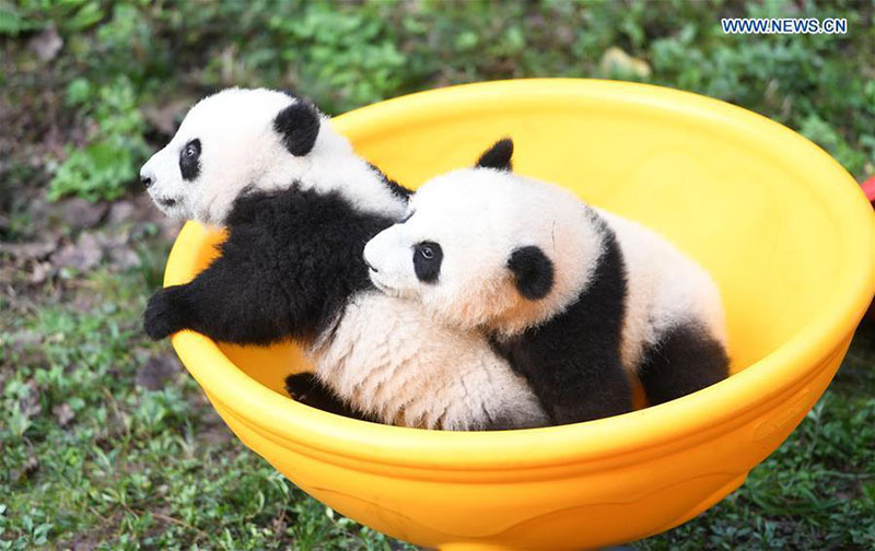 Le zoo de Chongqing organise une fête d'anniversaire pour quatre petits pandas de six mois