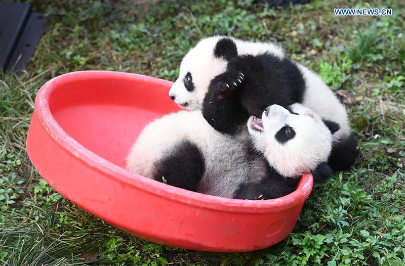 Le zoo de Chongqing organise une fête d'anniversaire pour quatre petits pandas de six mois