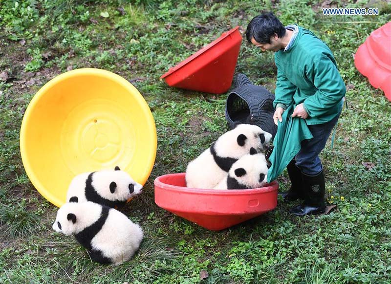 Le zoo de Chongqing organise une fête d'anniversaire pour quatre petits pandas de six mois