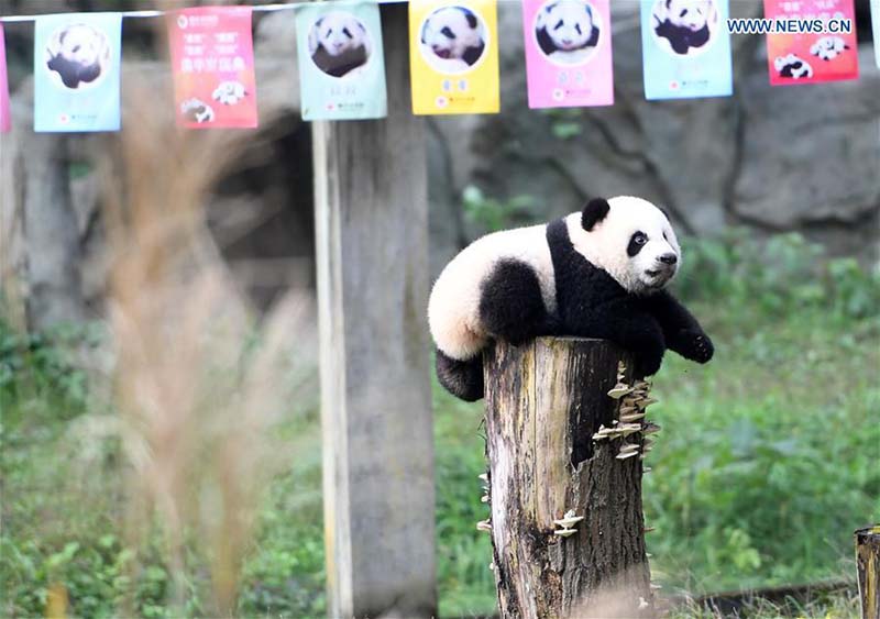 Le zoo de Chongqing organise une fête d'anniversaire pour quatre petits pandas de six mois