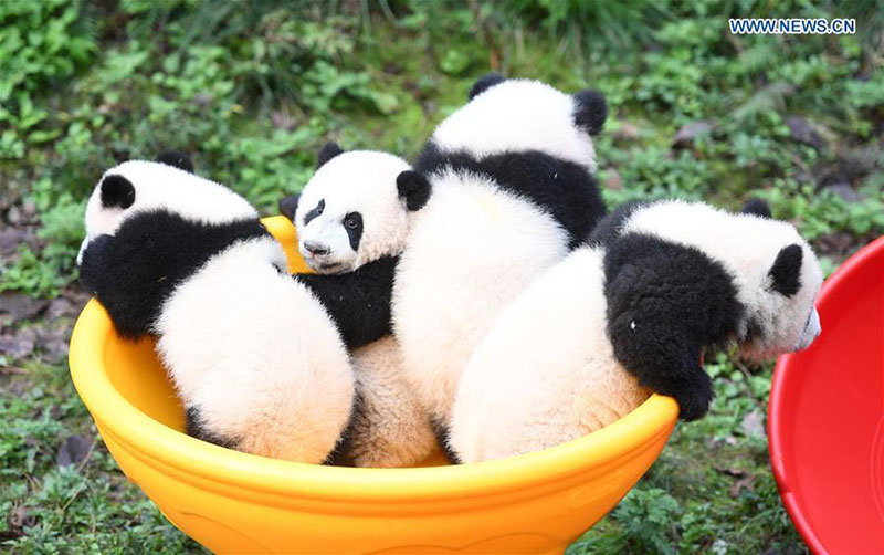 Le zoo de Chongqing organise une fête d'anniversaire pour quatre petits pandas de six mois