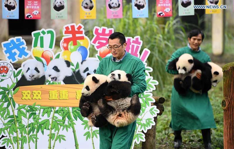 Le zoo de Chongqing organise une fête d'anniversaire pour quatre petits pandas de six mois