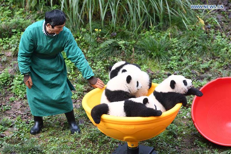 Le zoo de Chongqing organise une fête d'anniversaire pour quatre petits pandas de six mois