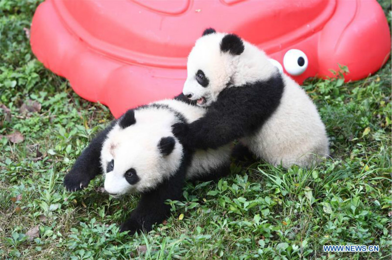 Deux paires de pandas jumeaux célèbrent leur demi-anniversaire dans le sud-ouest de la Chine