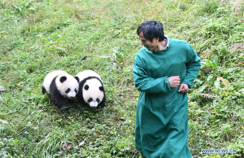 Deux paires de pandas jumeaux célèbrent leur demi-anniversaire dans le sud-ouest de la Chine