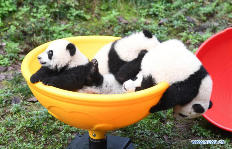 Deux paires de pandas jumeaux célèbrent leur demi-anniversaire dans le sud-ouest de la Chine