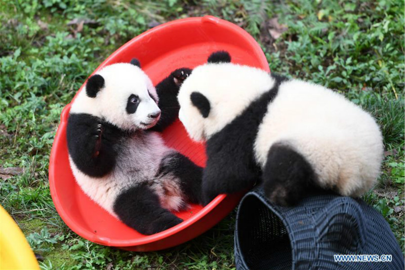 Deux paires de pandas jumeaux célèbrent leur demi-anniversaire dans le sud-ouest de la Chine