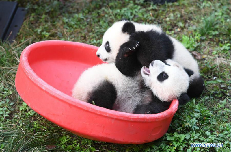 Deux paires de pandas jumeaux célèbrent leur demi-anniversaire dans le sud-ouest de la Chine