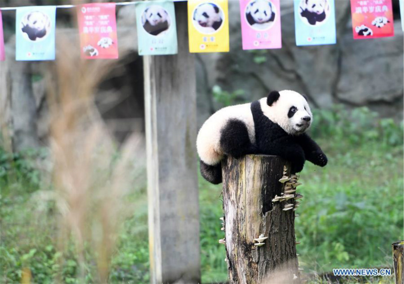 Deux paires de pandas jumeaux célèbrent leur demi-anniversaire dans le sud-ouest de la Chine