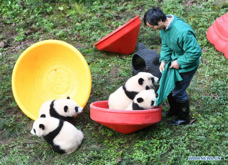 Deux paires de pandas jumeaux célèbrent leur demi-anniversaire dans le sud-ouest de la Chine