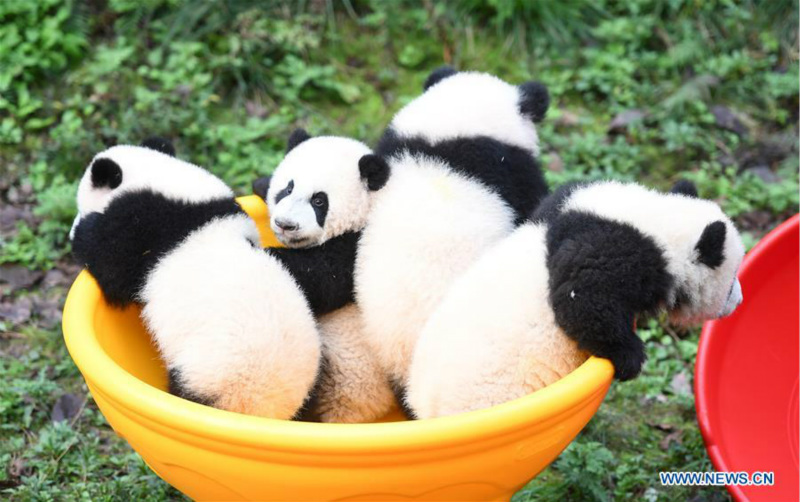 Deux paires de pandas jumeaux célèbrent leur demi-anniversaire dans le sud-ouest de la Chine