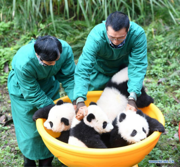 Deux paires de pandas jumeaux célèbrent leur demi-anniversaire dans le sud-ouest de la Chine